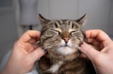 cat-being-massaged-on-the-cheeks_Nils-Jacobi_Shutterstock