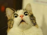 alarmed_cat