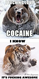 Animals-Fucking-Love-Cocaine