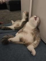 cat sleeping