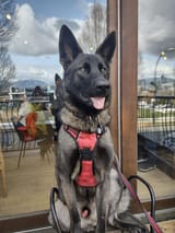 my-boys-first-birthday-today-almost-90lbs-and-still-growing-v0-n899y1qnzlla1
