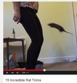 rat trickz
