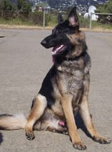 pink_shepherdsit