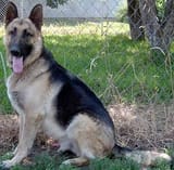 pink_gsdpink_03