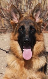 Trained-black-and-red-German-Shepherd-for-sale-e1517351098965