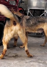 gsbutt
