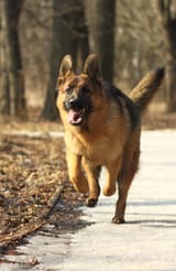 running-dog-royalty-free-image-1625602292