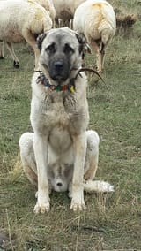 kangal-kopeklerimiz