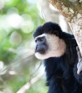SpeciesPage_ColobusMonkey02_Challenges