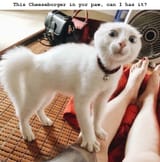 can I has it