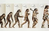 human-evolution