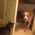 kitteh.go.doggeh_thumb.jpg