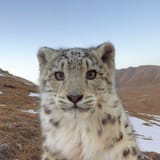 bigcat