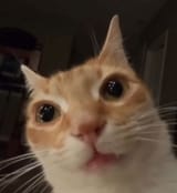 wtfcat