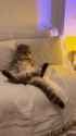 kitteh.hardon_thumb.jpg
