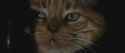 Jonesey_thumb.jpg