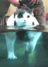 cat.track............
