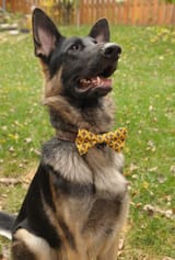 Dapper