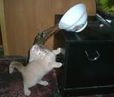 wet.cat.smell.....................