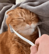 cat-face-massage3
