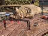 cat.on.the.track......