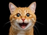 Cat.High