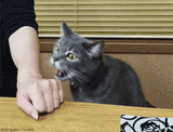 THIS.CAT.BITES......
