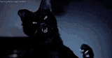 cats-hit