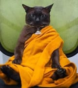 cat monk
