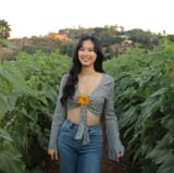sunflower amy
