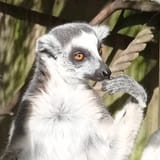 lemur