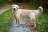 golden-retriever-177213599-2000-a30830f4d2b24635a5d01b3c5c64b9ef