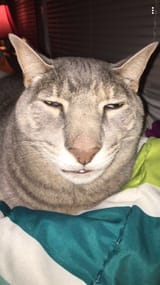 unamused cat reaction