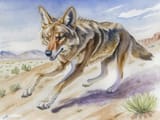 1718813957.-creeps_desert_wanderer_artbycreeps2lr
