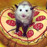 pizzasum