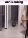 xafer-catmeme_thumb.jpg