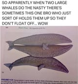 1741836064197405