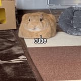 GIWqNNSaYAAVOBZ