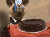 1649349465.nomax_birthday_small