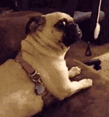 pug-what