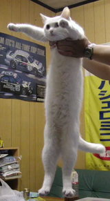 longcat