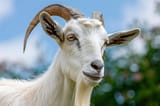 photorealistic-goat-nature_23-2151436923
