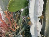 P1012132