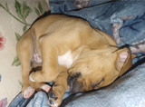 unnamedpuppy