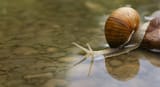 Snail