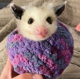 knit ballssom
