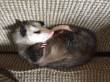 sleeping couch
