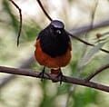 Black_Redstart_(Phoenicurus_ochruros)-_Male_at_Sultanpur_I_Picture1042