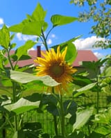 IMG_20250723_131303889~2