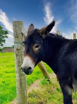 donkey2